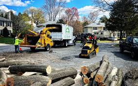 Professional Tree Services in Orange Grove, TX