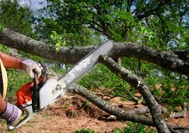 Best Lawn Grading and Leveling  in Orange Grove, TX