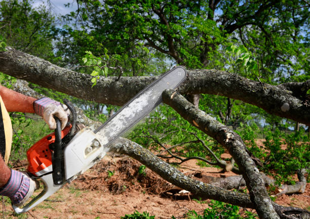 Best Emergency Tree Removal  in Orange Grove, TX